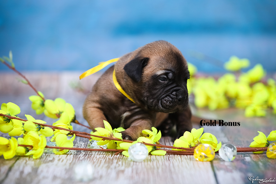 BULLMASTIFF PUPPIES