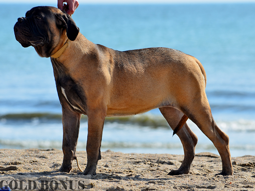 BULLMASTIFF PUPPIES