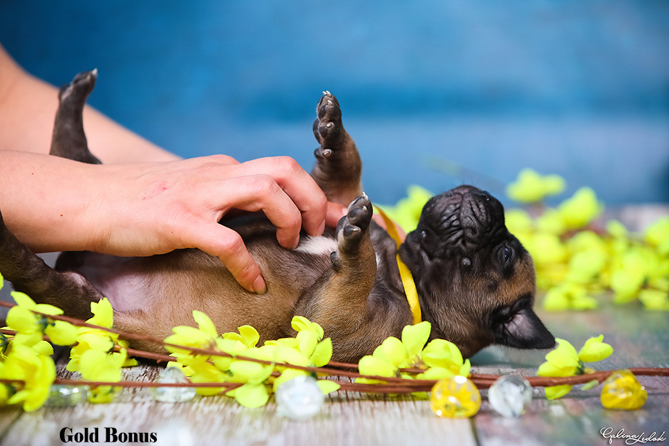 BULLMASTIFF PUPPIES