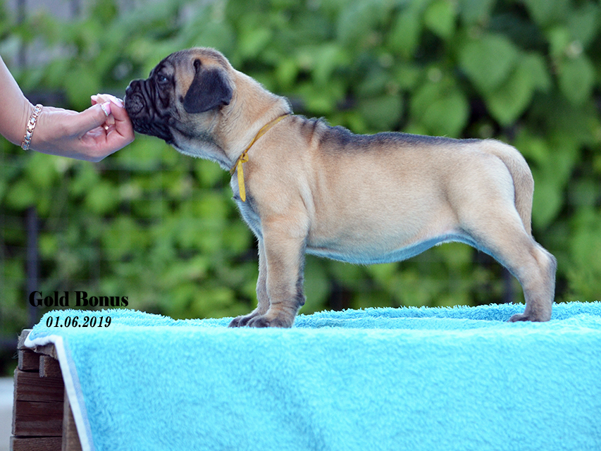 BULLMASTIFF PUPPIES