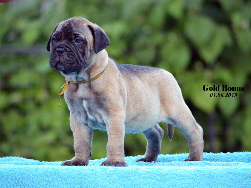 BULLMASTIFF PUPPIES