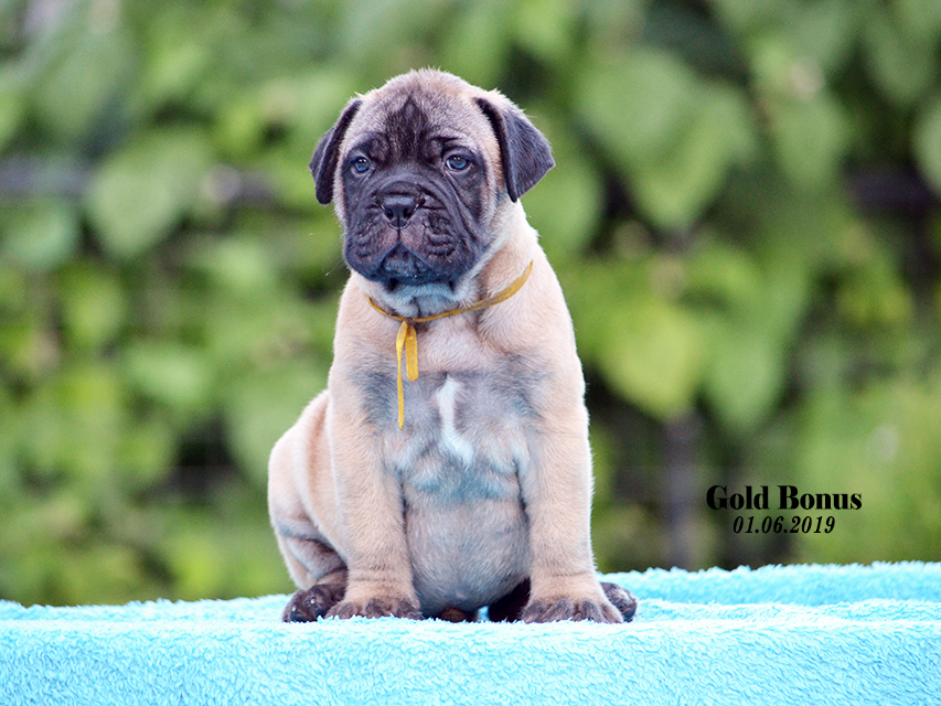 BULLMASTIFF PUPPIES