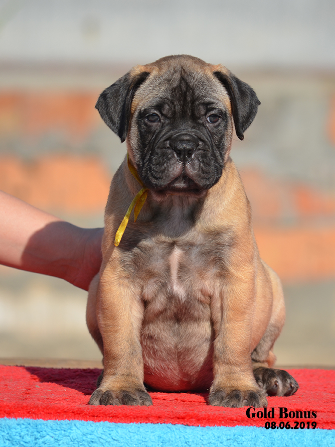 BULLMASTIFF PUPPIES